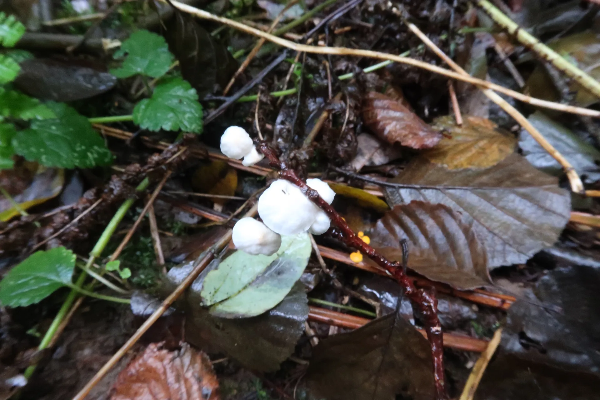 Marasmiellus candidus - 1 - IMG_1776